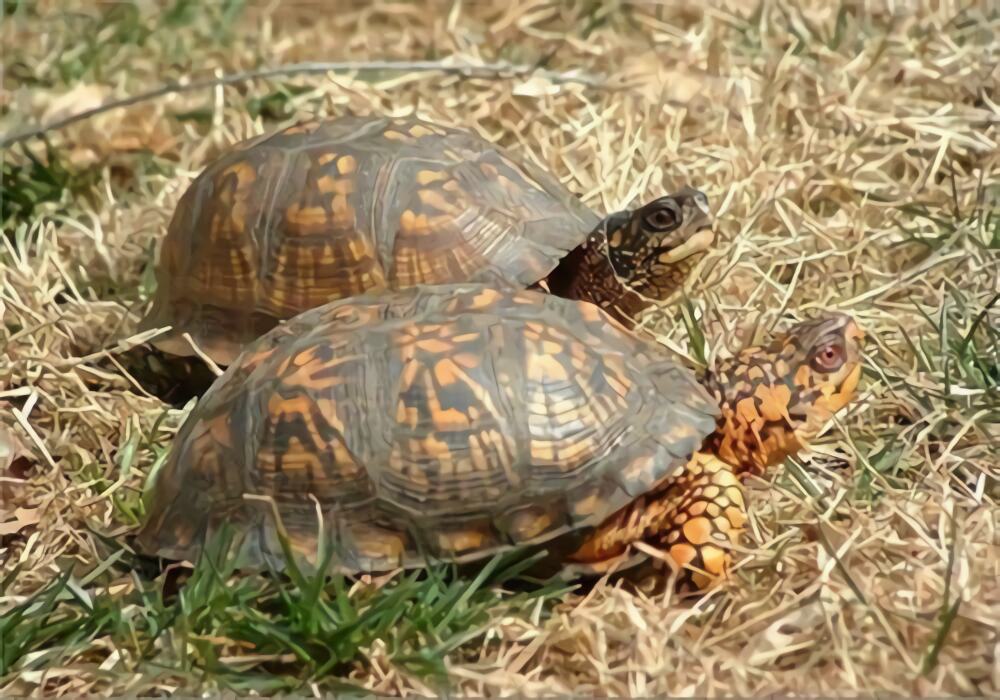 卡罗莱纳箱龟身份信息