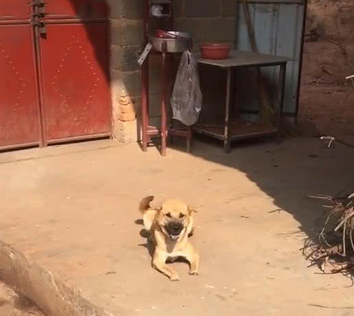 阔别一年返回乡村，土狗作出一番姿势后，小伙的泪水很难禁不住