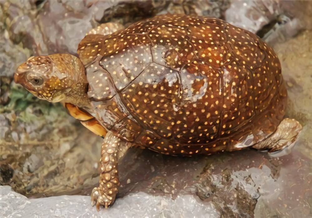 斑点箱龟身份信息