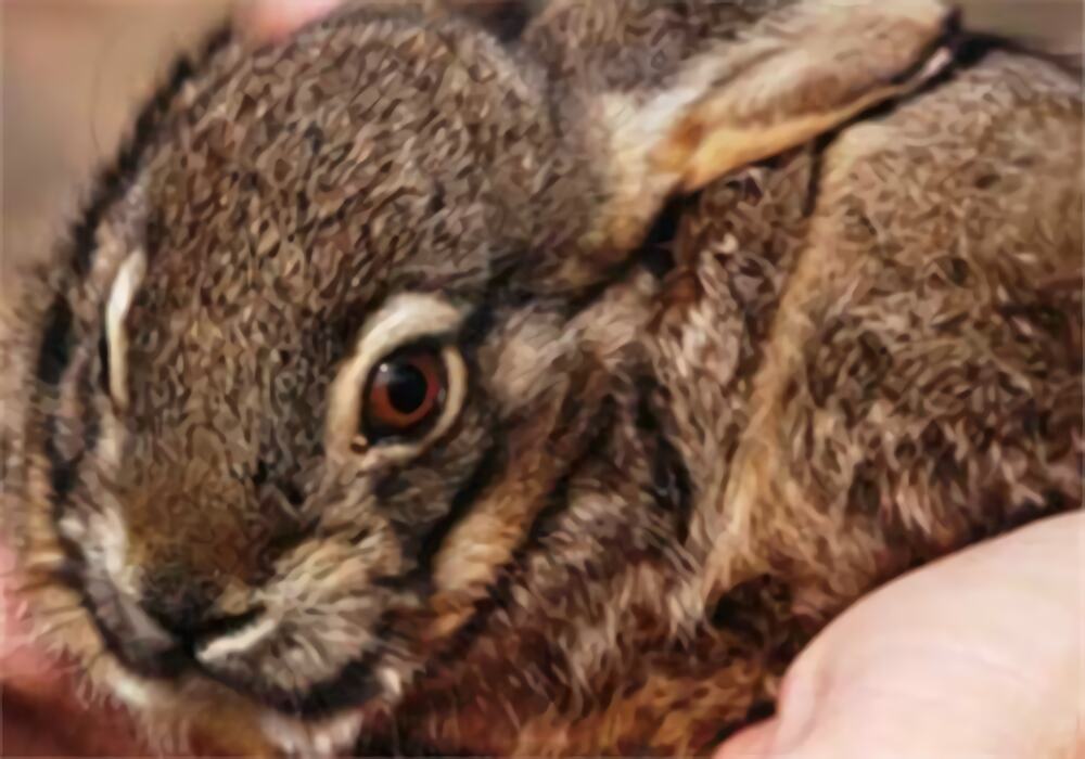 琉球兔身份信息