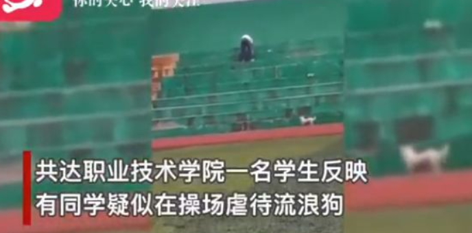 安徽职院内男子虐狗后高空抛狗致死,校方回应:系外来人员