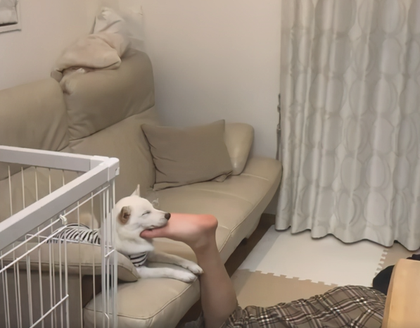 狗狗喜爱抱著主人的脚入睡,是高难度动作,狗:味儿视角正好