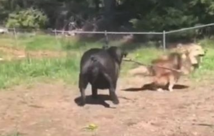 斗牛犬过于肥胖症,玩耍时撵不上金毛,机敏的它竟学会了应用武器