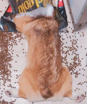 狗狗偷食被揍三耳光，柯基：想喊醒一只吃饱了的狗，不太可能！