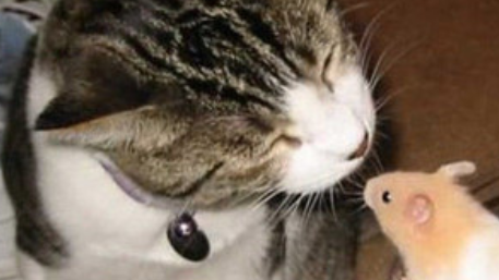 猫咪跟耗子在一起了?“吃瓜狗”有点看不下去了!