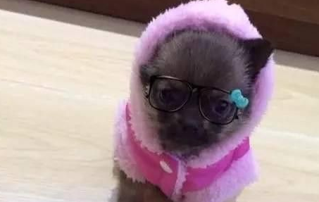 差点被我抛弃的一只丑狗 却拯救了我的婚姻