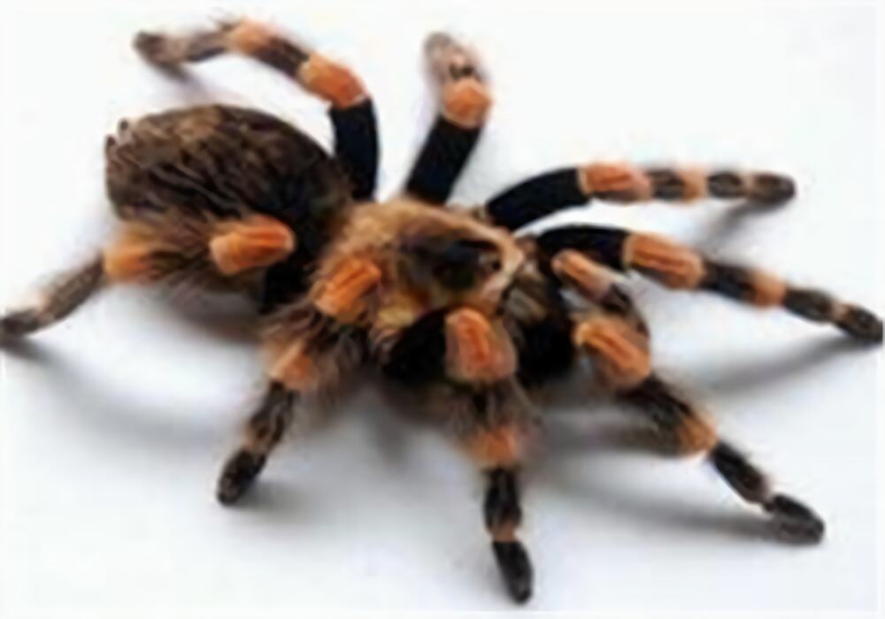 哥伦比亚红脚身份信息