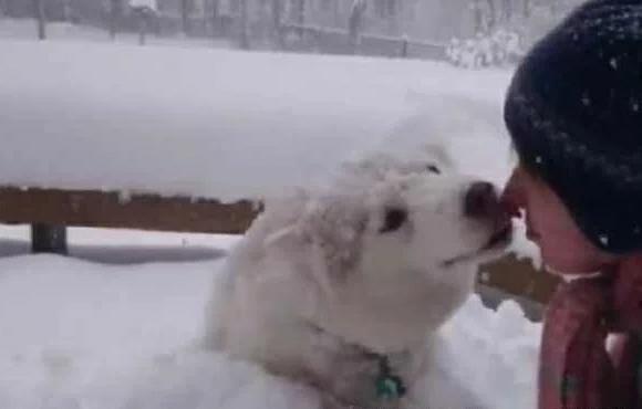 哈士奇把主人堆的雪人弄没了,于是主人一生气把二哈堆成了雪狗