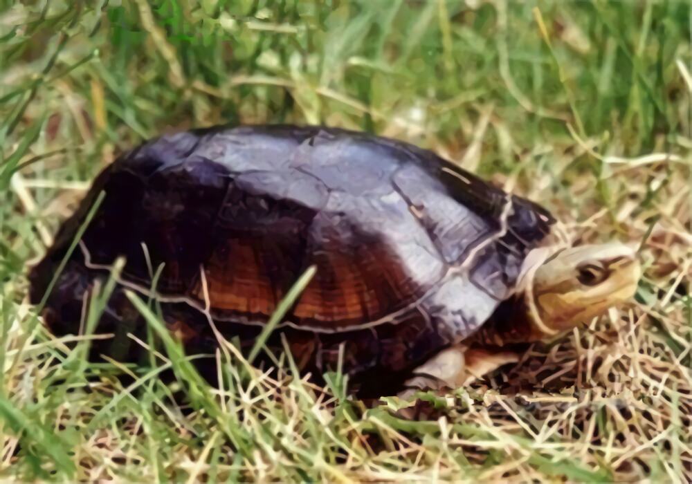 百色闭壳龟身份信息