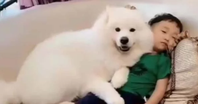 狗狗睡了小主人的位置,下一秒宝宝的表现,让妈妈笑得前俯后仰