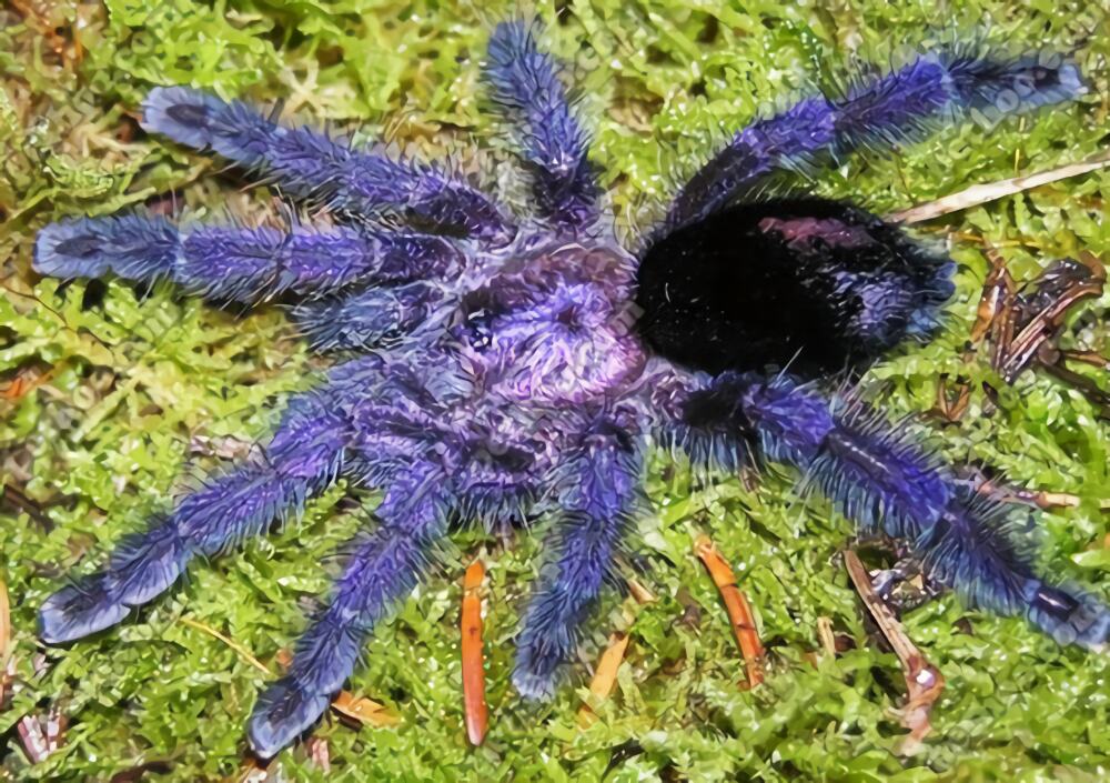 厄瓜多尔紫粉趾身份信息