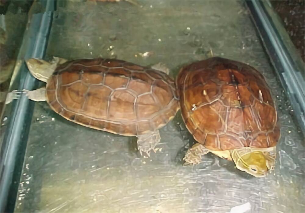 腊戌拟水龟身份信息