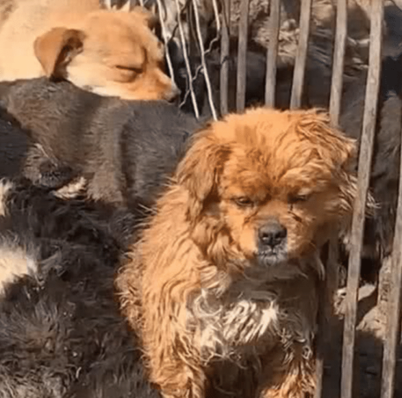 狗狗丢了以后网友去屠宰场找,却看到很奇怪的画面,最后默默离开