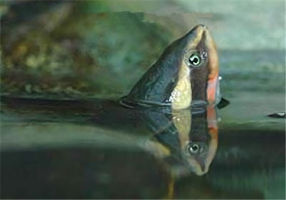 澳洲大头曲颈龟身份信息