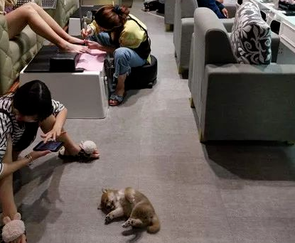 美甲店邀请小柴犬上班,这小奶狗却超不敬业,第一天上班就在店里睡大觉