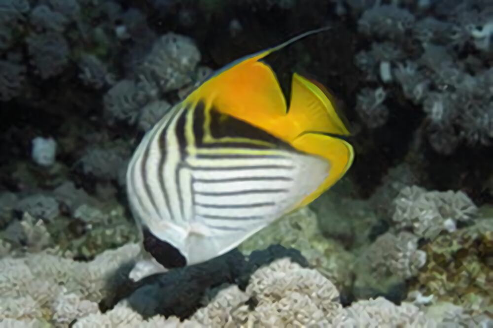 人字蝶身份信息