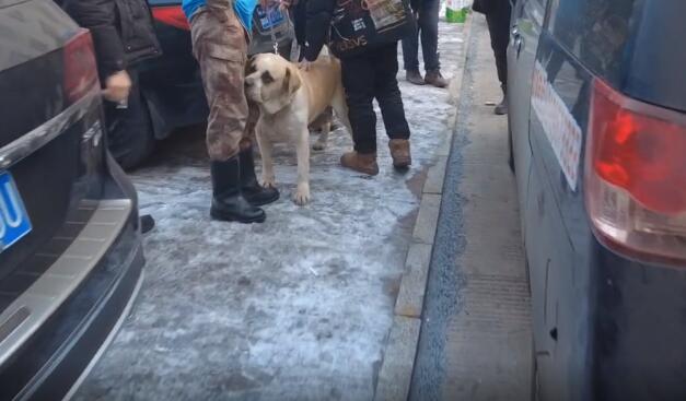 繁殖犬肚子里没小狗,主人就要一棒子打死它,狗主:这窝没下崽,我伺候它干啥