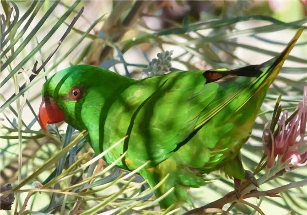 鳞胸吸蜜鹦鹉身份信息