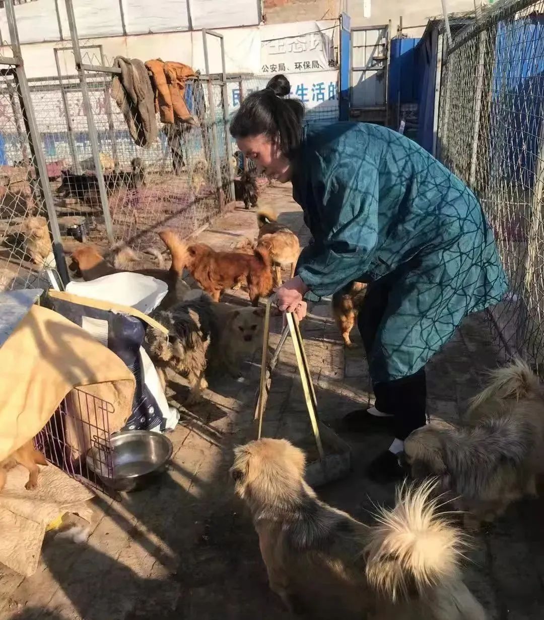 紧急求助!三百只流浪猫狗已经断粮,一起帮帮它们吧!