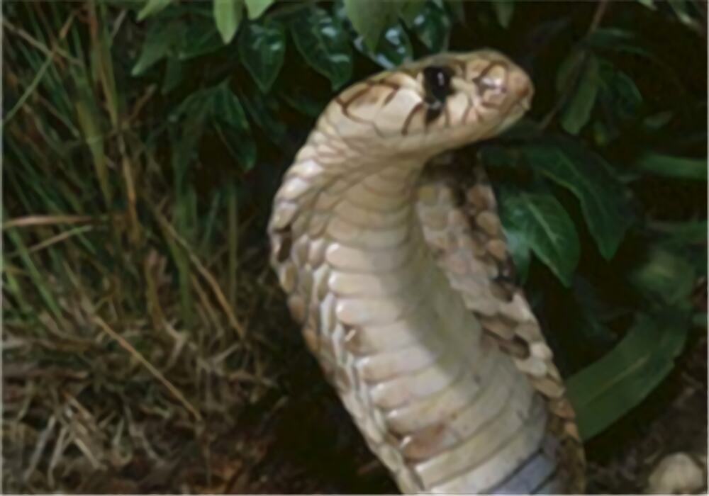 帝皇眼镜蛇王身份信息