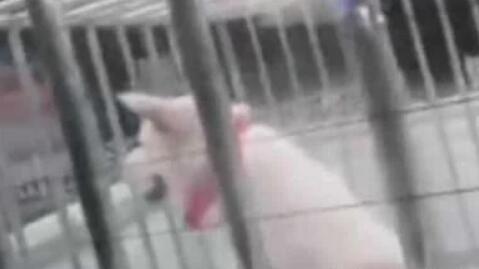 这条恶犬咬狗又咬人为什么主人就是不牵绳
