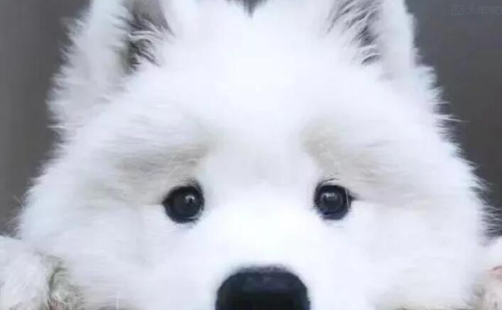 孩子与狗狗真的不能共存吗?看看国内外专家是怎么说的!