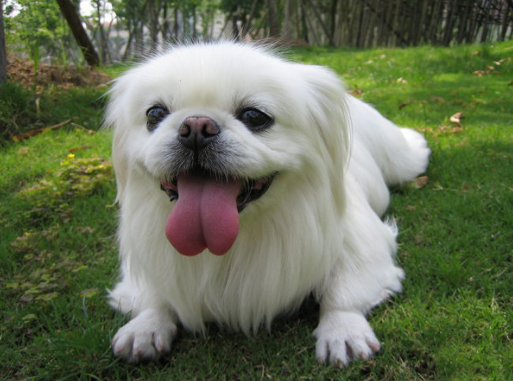 可怜流浪狗的艰难求存,三天才能找到一次食物,35%被污染物毒死