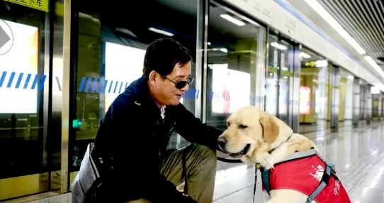 香港一导盲犬在商场内晕倒去世,引发社会对视障者和导盲犬的关注和反思