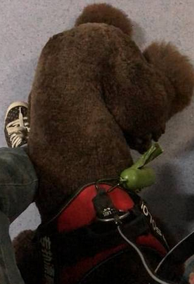 狗狗跟主人回老家,兴奋的小家伙逗得众人前仰后合