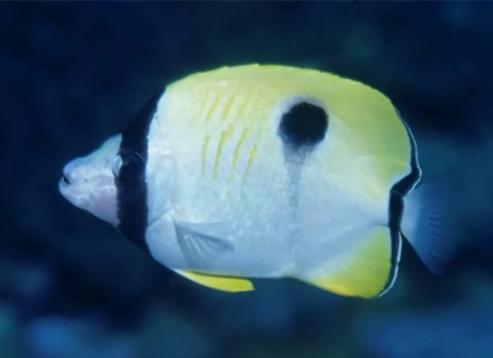 单斑蝴蝶鱼身份信息