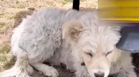流浪狗跟小伙跑3天3夜,小伙感动放弃旅行