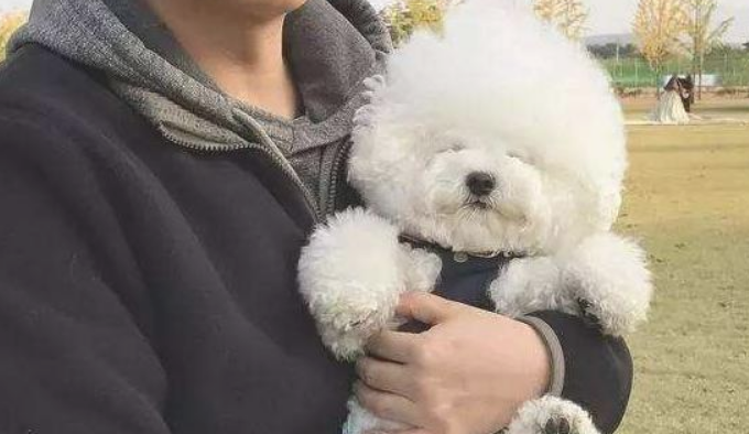 有着一头比熊犬，觉得一个人的世界全是萌萌哒的