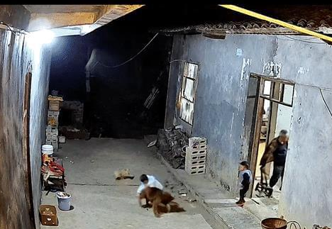 孩子摔跤倒在狗狗身上, 爷爷误以为狗欺负孩子