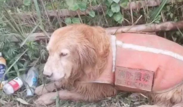 那只让全国网友泪崩的搜救犬退役后,竟被宠成了爱拆家的铁憨憨!