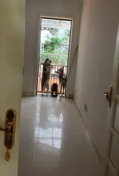 男子下班回家,一开门发觉哈士奇领着狗在蹦迪,男子:后悔莫及养二哈