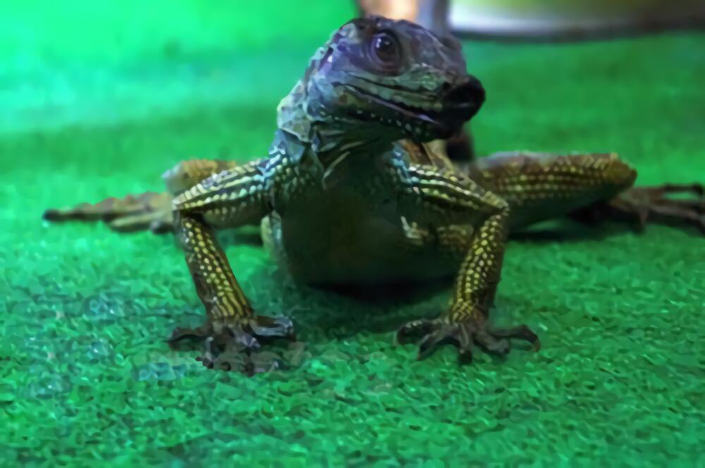 斑帆蜥身份信息