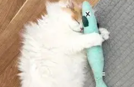 不准丢我的鱼!主人要丢苏格兰折耳猫的破烂玩具,下一秒心碎了……