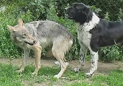 狗王带一群猛犬PK老野狼 结果反倒被治得服服帖帖