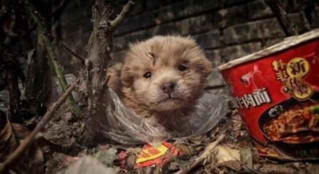 中华田园犬躲在垃圾堆里,畏畏缩缩十分害怕