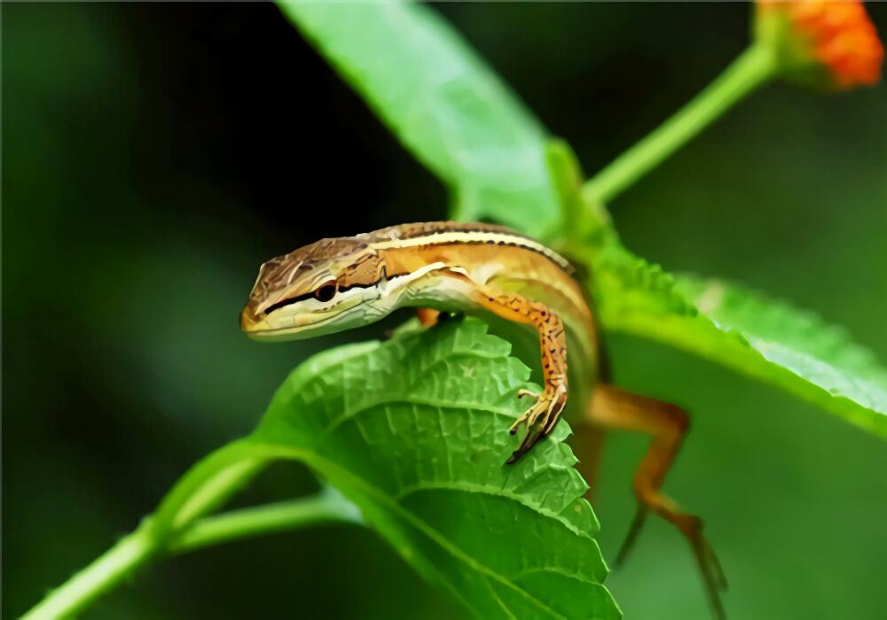 台湾草蜥身份信息