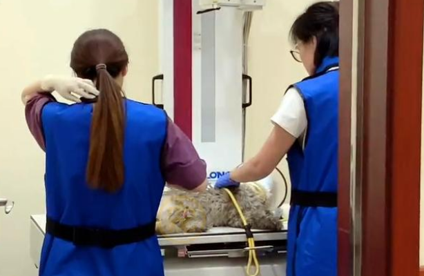 被人打断腿的狗狗,仍选择相信人类,送养后拼命挠门挽留救命恩人