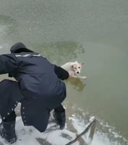 小狗掉入冰冷河中，主人撕心裂肺的呐喊着，而有人却这样讽刺她…