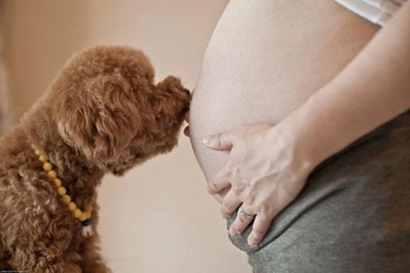 狗子连续2周守着怀孕女主人上厕所,它是宠物更是家人…