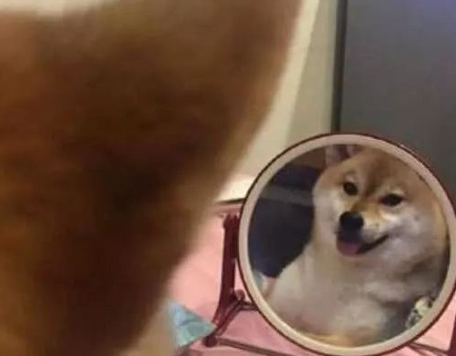 柴犬照镜子后开始不得劲了,还和自身发生争执:里边的家伙快出来!