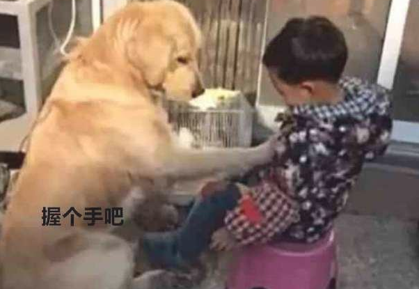 小主人没写完工作,妈妈把孩子训痛哭,金毛的作法好感人