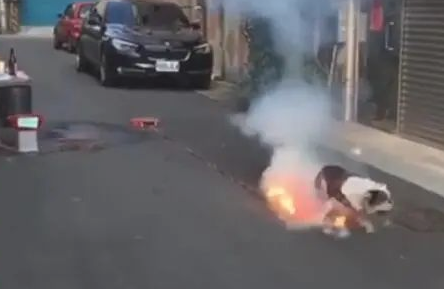 狗狗踩已经点燃的爆竹,狗狗:谁跟我抢跟谁急!