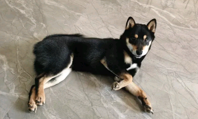 趁柴犬晚上睡觉吃点“独食”,結果被发觉了,狗:因为我吃