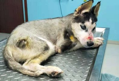 短视频虐狗事件,5个月哈士奇遭惨绝人寰虐待,被救下颤抖不止...