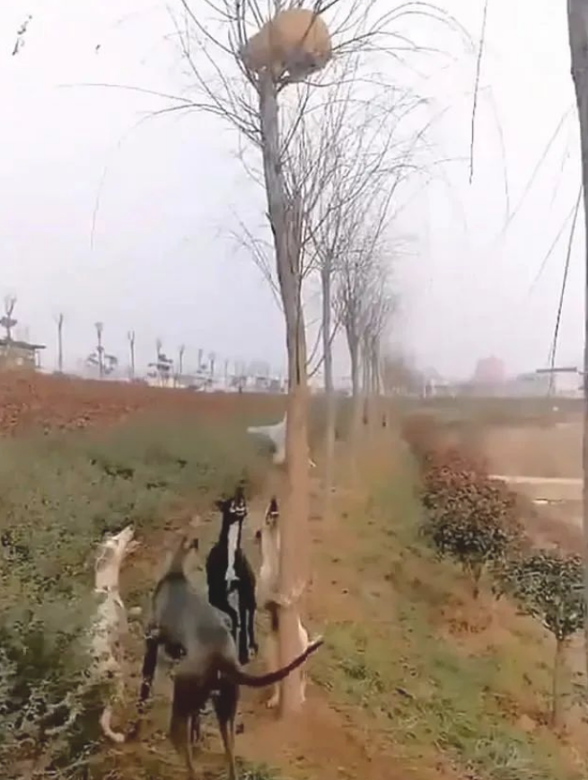 4只狗围堵1只躲在树枝的猫咪,白狗当场学爬树,丢狗脸了