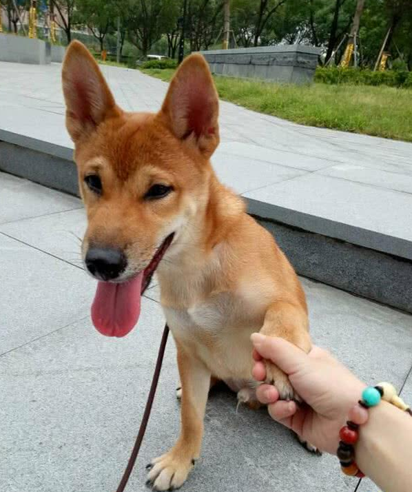 狗狗也会撒娇:麻麻,就这样不要松开好吗